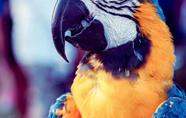Consultoria em inventário de fauna da Ênfase Consultoria Ambiental Ltda