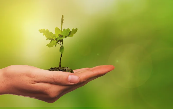 Consultoria em licenciamento ambiental da Ênfase Consultoria Ambiental Ltda