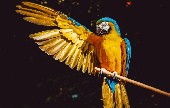 Diagnóstico ambiental para fauna da Ênfase Consultoria Ambiental Ltda