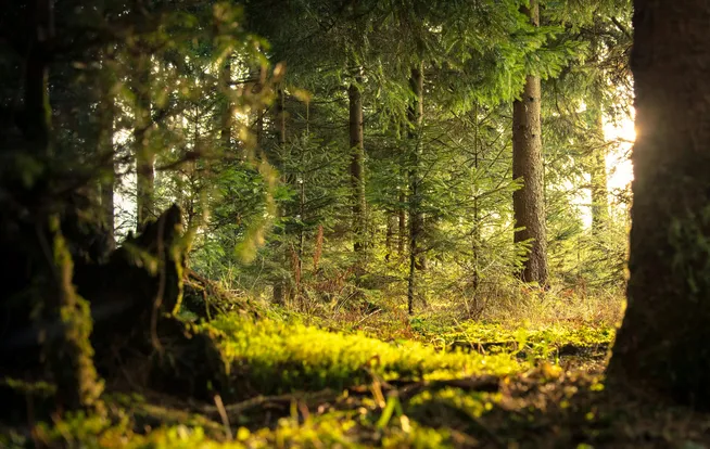 Projeto Executivo de Compensação Florestal (PECF) da Ênfase Consultoria Ambiental Ltda