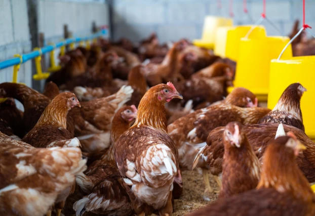 Abate de animais da Ênfase Consultoria Ambiental