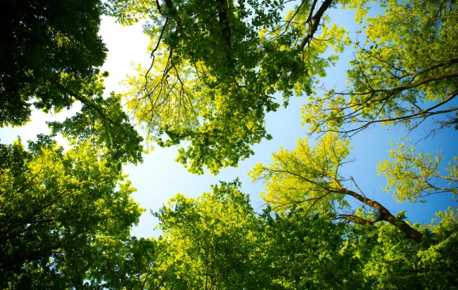 Compensação ambiental da Ênfase Consultoria Ambiental