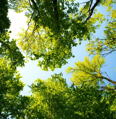 Compensação ambiental da Ênfase Consultoria Ambiental