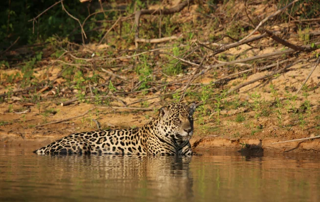 Estudos de fauna e flora para licenciamento da Ênfase Consultoria Ambiental