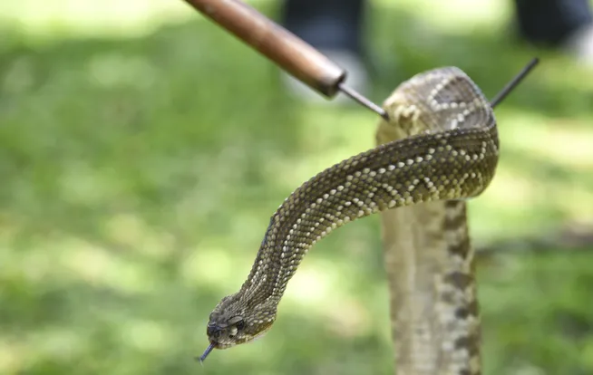 Resgate de fauna da Ênfase Consultoria Ambiental